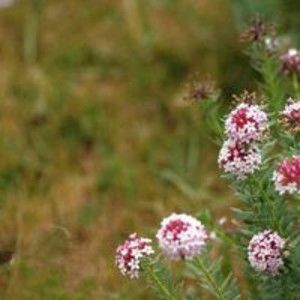 Meet your Posher, Audrey